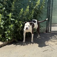 RAJAH VAA, chien à adopter