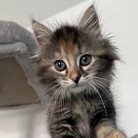 TOP MOUMOUTE, chatte à adopter