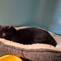 Guimauve, chatte à adopter