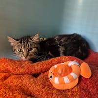 Goyave, chatte à adopter