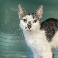 SAKURA, chatte à adopter