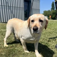 Sameva, chienne à adopter