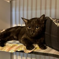 TALIA, chatte à adopter