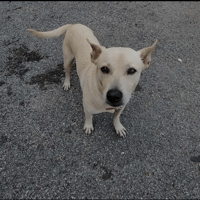 Lucky, chien à adopter