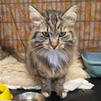 Moustache (en cours d'adoption), chatte à adopter