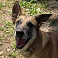 RUBY, chienne à adopter