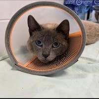 ALLINDA, chat à adopter