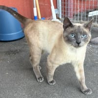 TCHEUKY, chat à adopter
