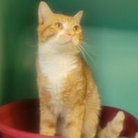 Benny, chat à adopter