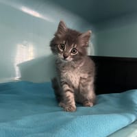 SHEEP, chatte à adopter