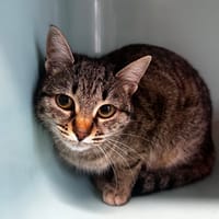 Ulia, chatte à adopter