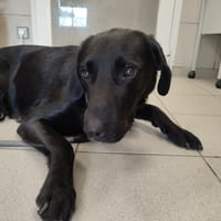 SILENE QCN, chienne à adopter