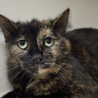 SCARLETT, chatte à adopter