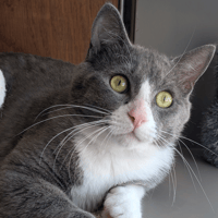 ACANA, chat à adopter