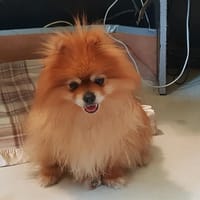 SYMBA PAA24232, chien à adopter