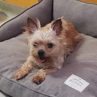 KYLIE DITE KIKI  PAA24231, chienne à adopter