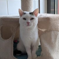 ELRIC, chat à adopter
