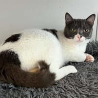 Rosie, chatte à adopter