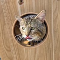 Guitoune, chat à adopter