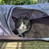 EBER, chat à adopter