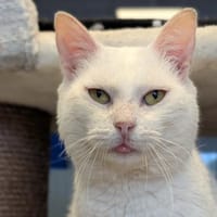 EREMUS, chat à adopter
