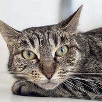 Jasmine, chatte à adopter