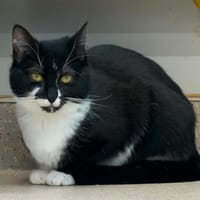 Zebulon, chatte à adopter