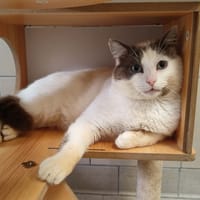 SPARROW QCT, chat à adopter