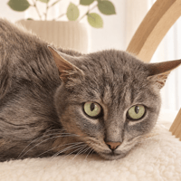 CUKIP QCT, chat à adopter