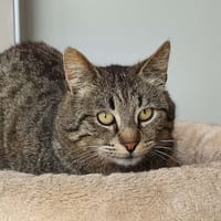 MOLKY QCT, chat à adopter