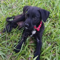 YALLAH, une boule d'amour, chien à adopter