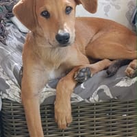 Loki, c'est moi le petit x griffon, chien à adopter
