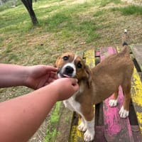 fern, chienne à adopter