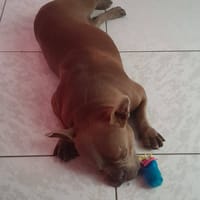 GIGI, chienne à adopter