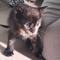 Comète, chatte à adopter