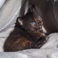 Cahuete, chatte à adopter