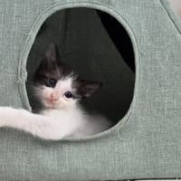 Takao, chat à adopter