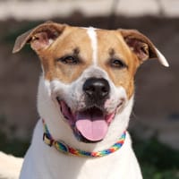 ZEUS (Maria), chien à adopter