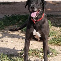 OSA (Maria), chienne à adopter
