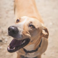 MATEO (Los Reyes), chien à adopter