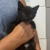 Banane, chat à adopter