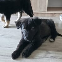 Moua, chienne à adopter