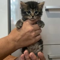 Marinette, chatte à adopter