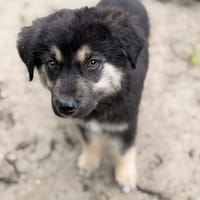 Nash, chien à adopter