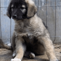 Spring, chien à adopter