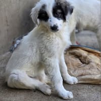 Pucci, chienne à adopter