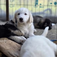 Vito, chien à adopter