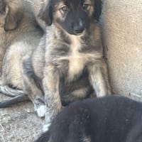 Sheïdo, chien à adopter