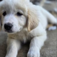 Milos, chien à adopter