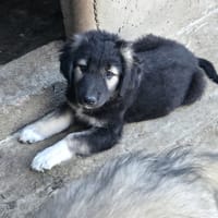 Livéa, chienne à adopter